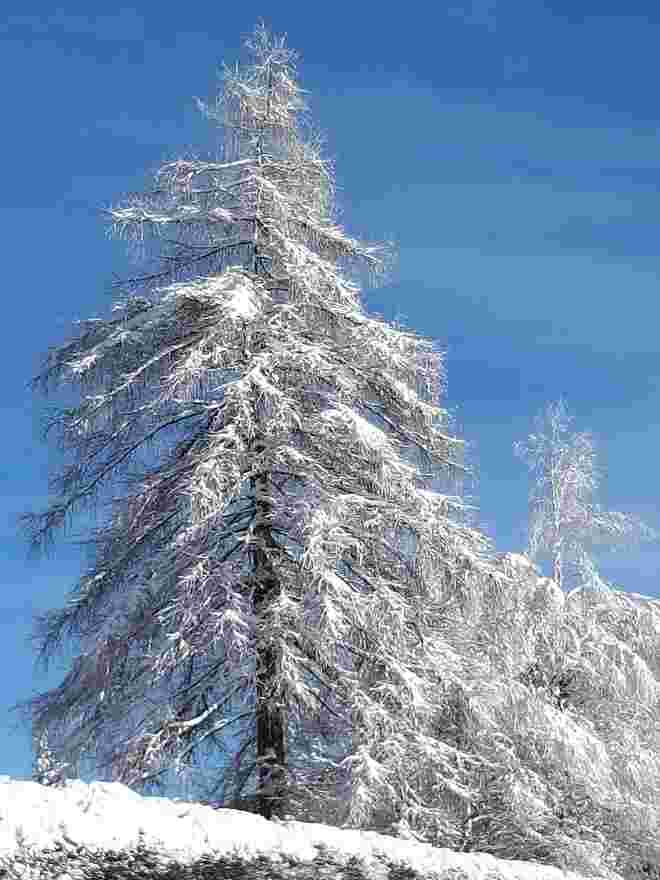 Winterbaum