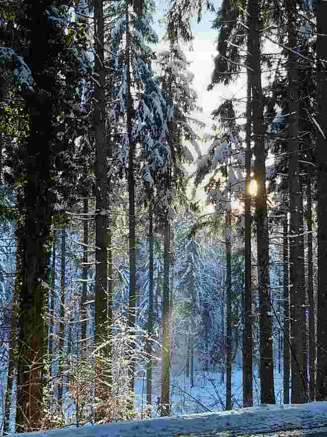 Winterwald