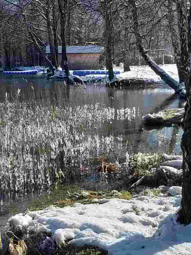Eiswald im F.see