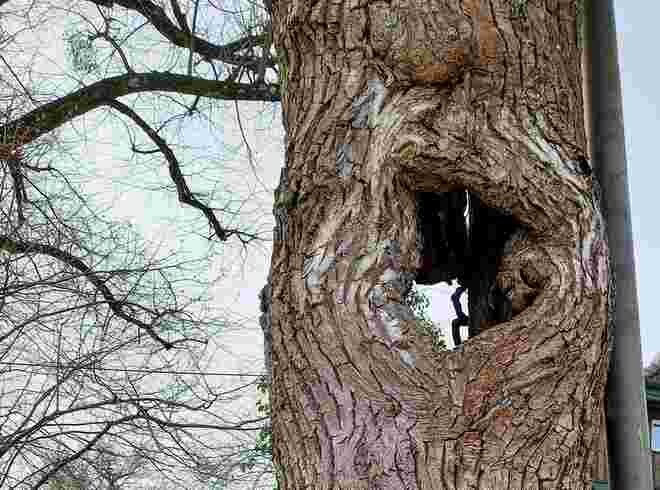 Baum mit Durchblick...