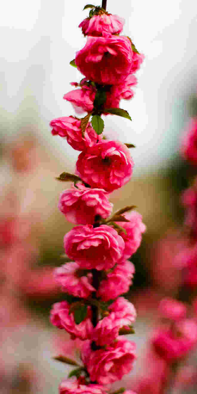 Flower Power