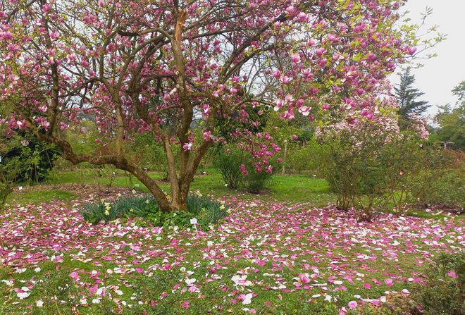 Auch im verblühen noch schön.....