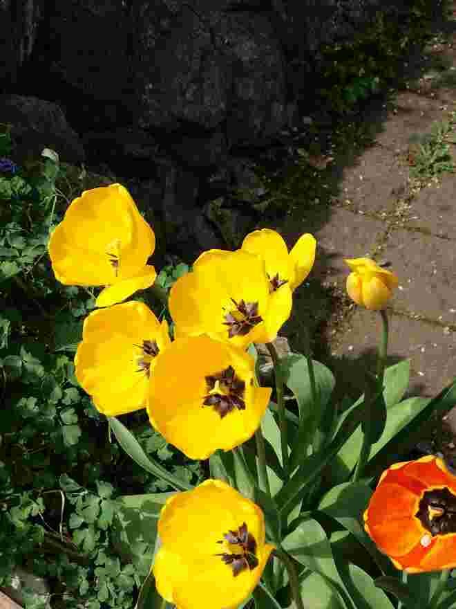 Auch hier kehrte der Frühling 1monat früher ein...