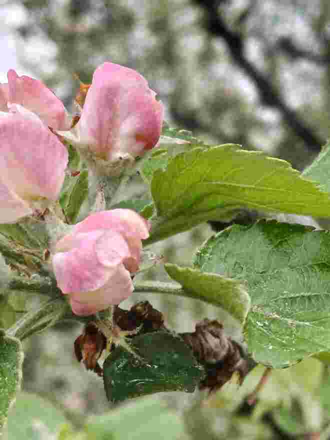 APFELBLÜTEN 