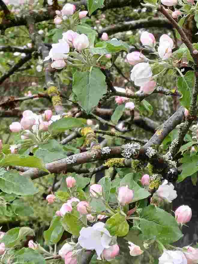 APFELBLÜTEN 2