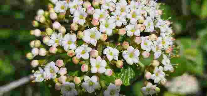 Hollerblüte
