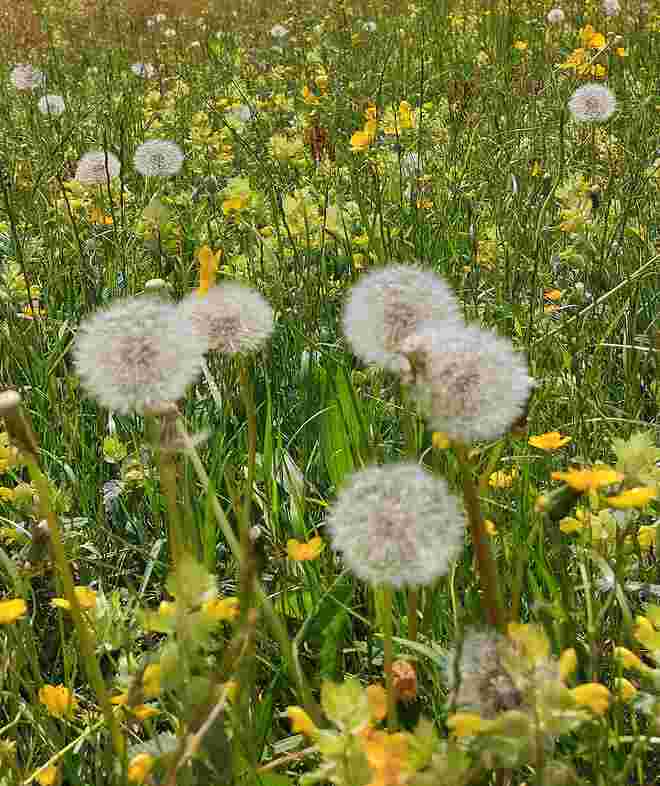 Wiesenstück