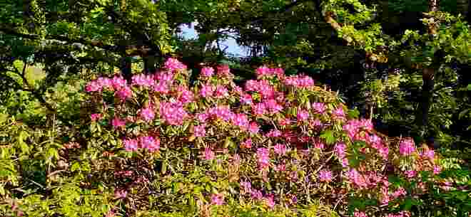 Rhododendren in voller Blüte