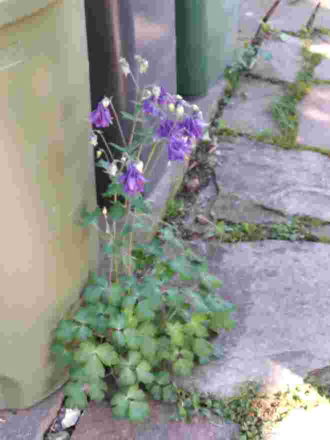 Meine Mülltonnen blume...