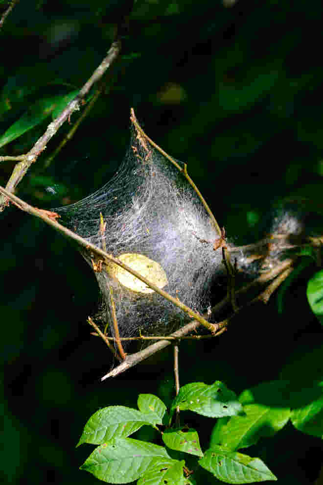 Spinnennetz