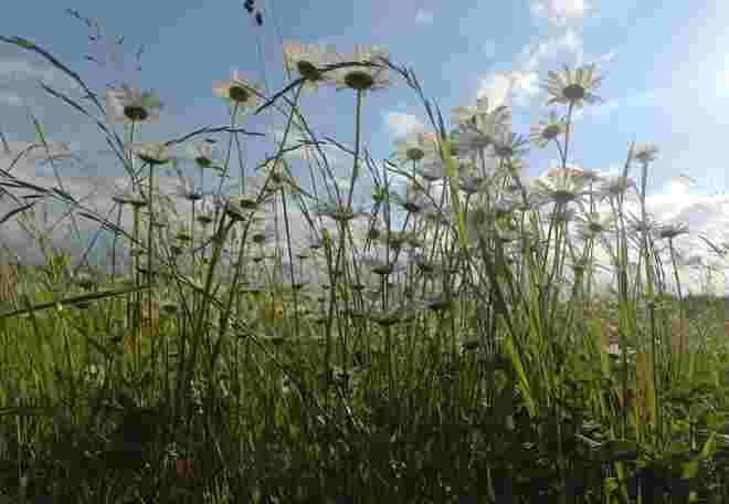Durch die Blume.....