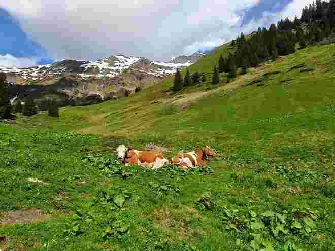 Die ersten Kühe auf der Alm