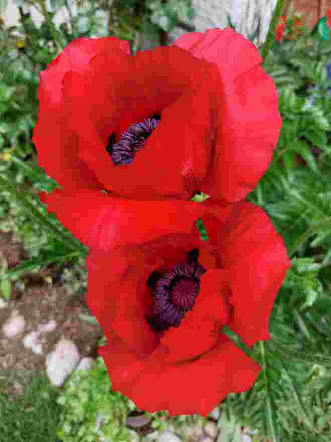Heute Nacht ist der Mohn erwacht!