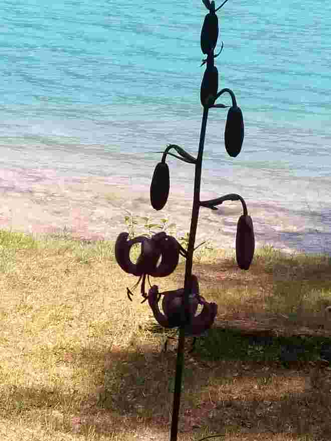 Schatten blume.
