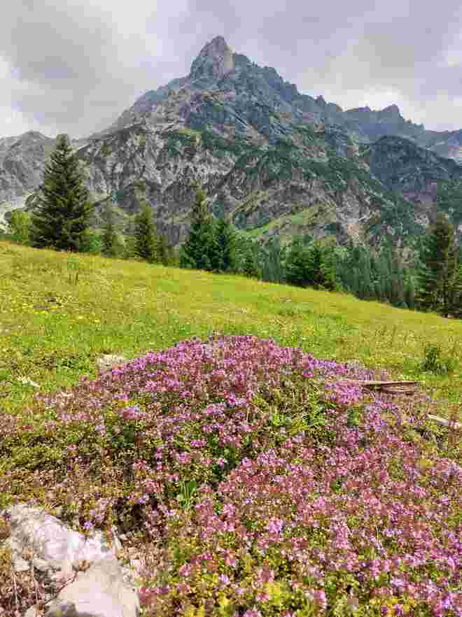 Bergsommer