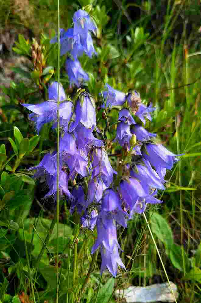 Bärtige Glockenblume