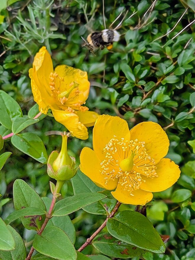 . . . rechte oder linke Blüte ??