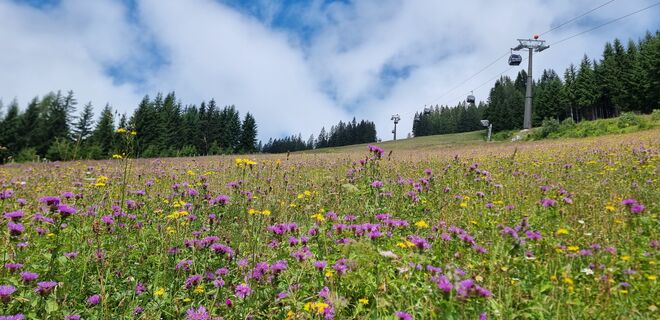 Prachtvolle Blumenwiese