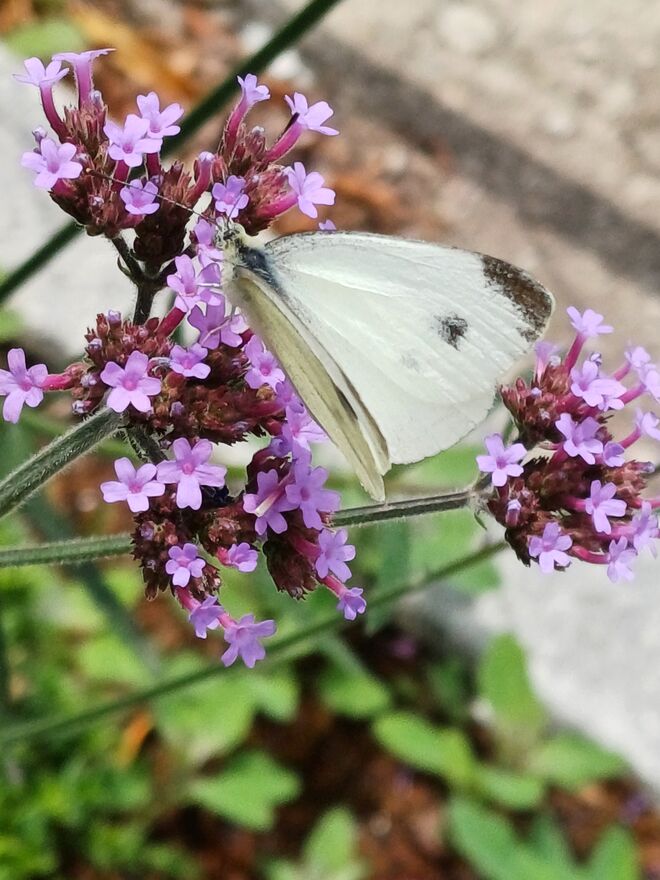 RESTAURANT FÜR SCHMETTERLINGE 