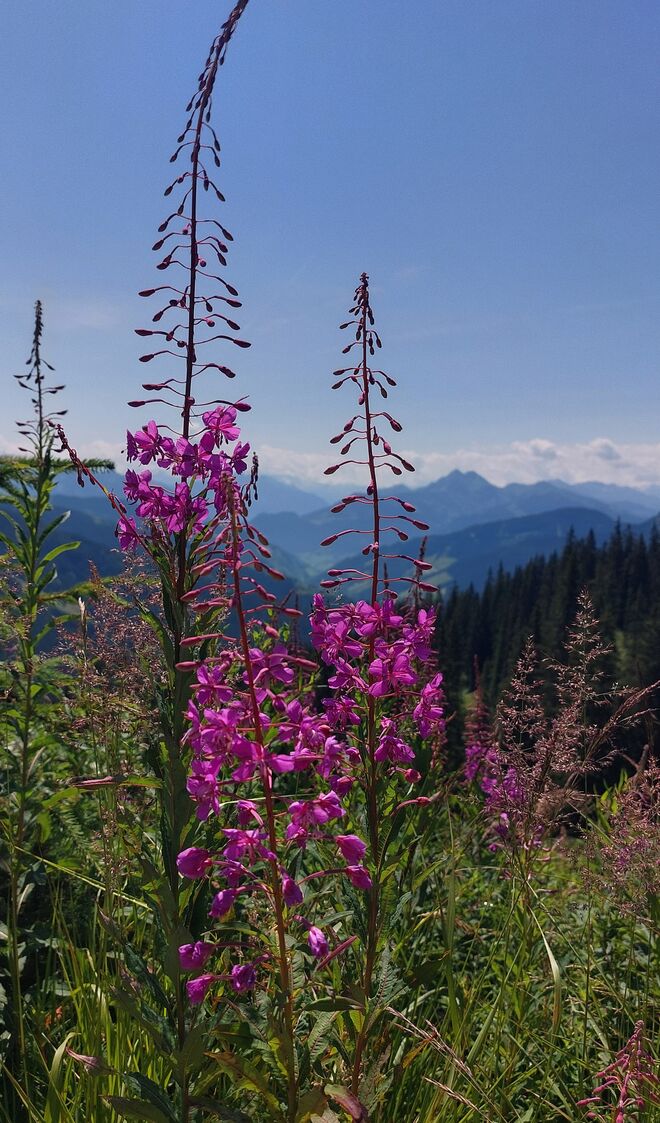 Blick von den Grasbergen in die Hohen Tauern