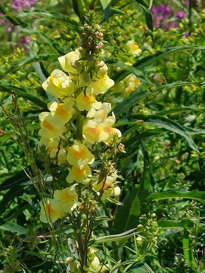 Trendfarbe des Sommers  : Gelb!