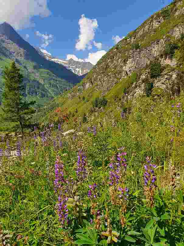 Lupinen in Sportgastein