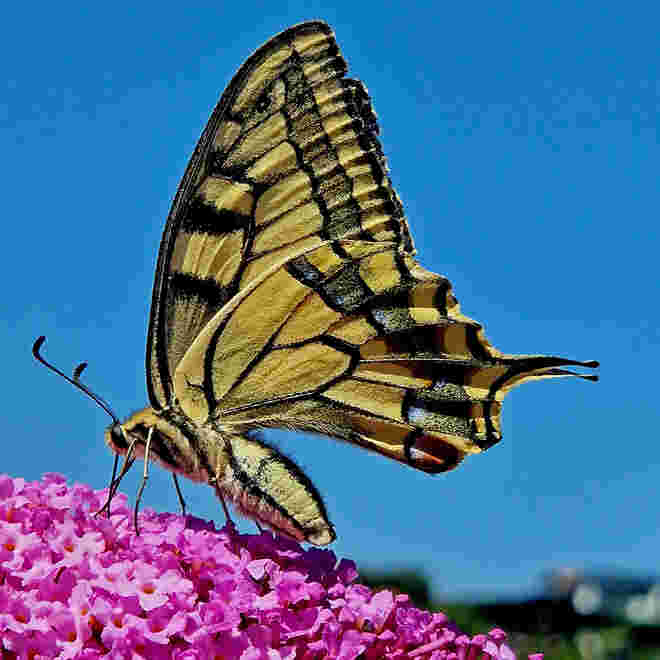 Schmetterling  Schwalbenschwanz 