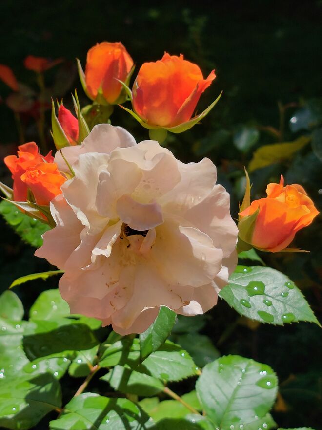 Fröhliches Blühen  im August