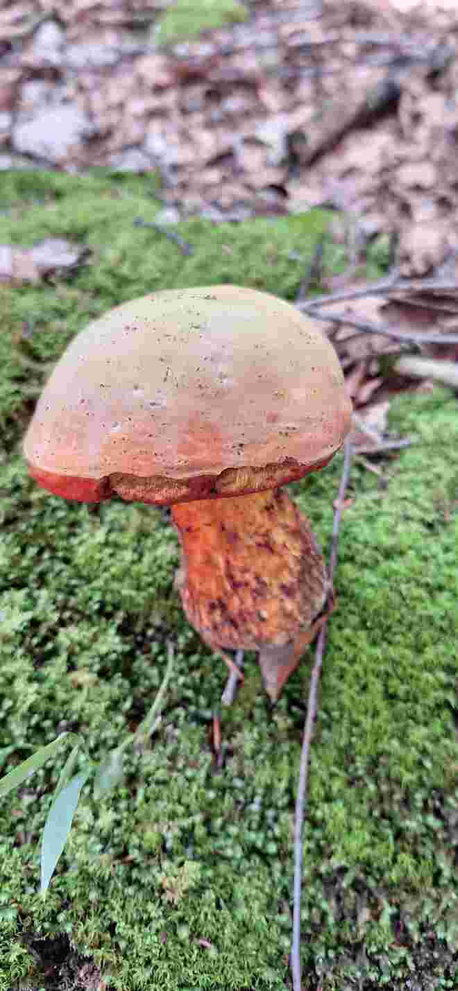 Ein Schwammerl steht im Walde....