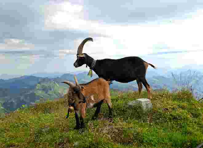 hoch über dem Oberpinzgau