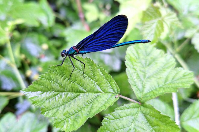 Regennass, in schillerndem Blau 