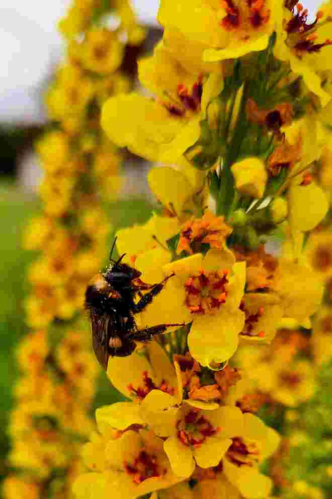 Flügelschwer und pitschnass von Blüte zu Blüte