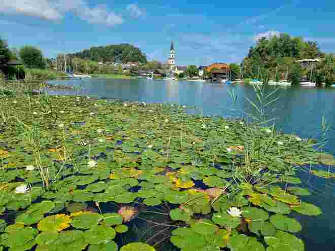 Seerosen am Mattsee