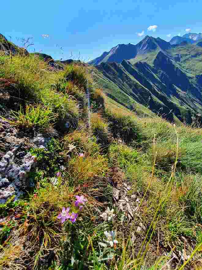 Edelweiß am Grat