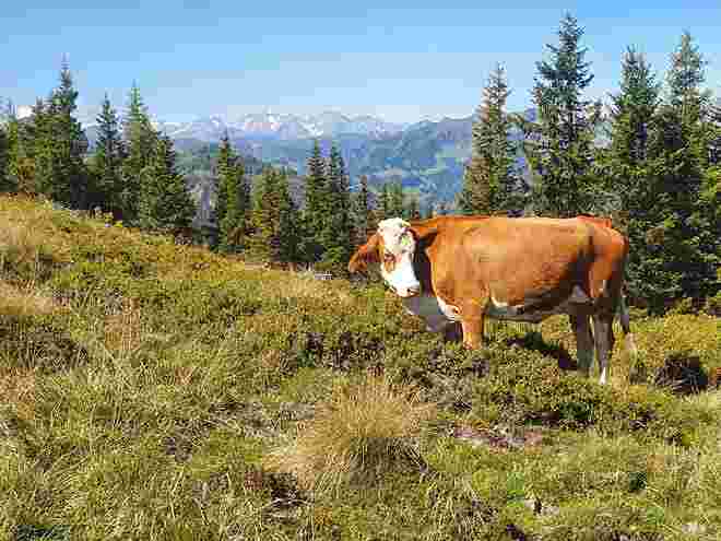 Friedliche Kuh