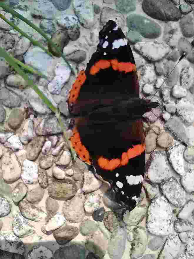 Schmetterling