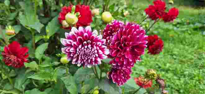 Dahlien