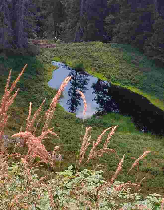 Der Wald und seine Geheimnisse 