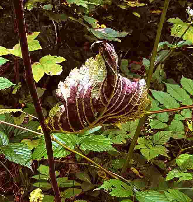 . .  ein Herbstblatt im Vorbeigehen . . . . 