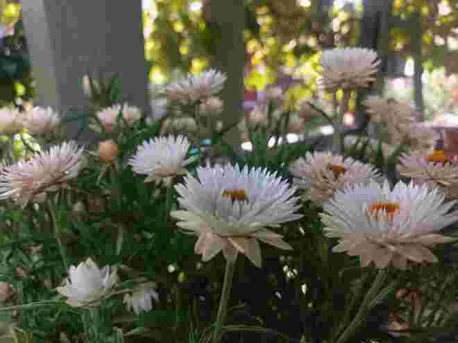 Strohblumen......