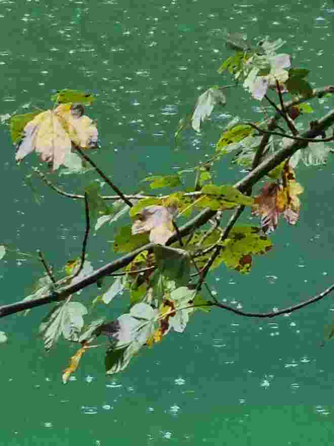 Herbstliches Nass 