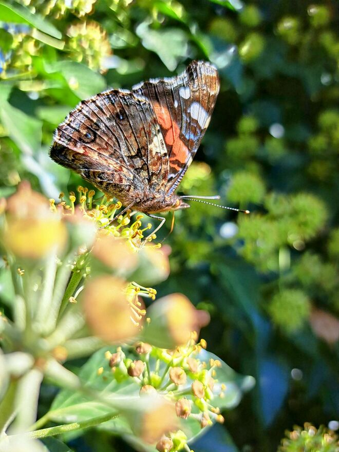 Noch flattern sie durch die Gärten....