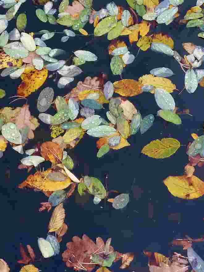 Herbst heißt  ..... bunte Vielfalt