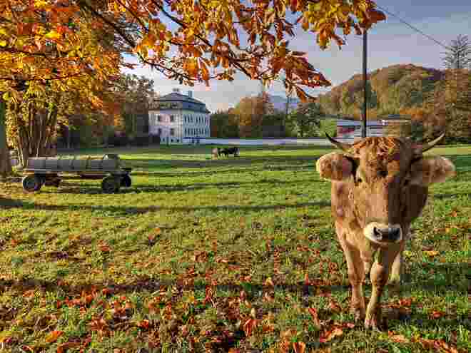 Eine Kuh ist mir heute Model gestanden in Söllheim vor dem Schloss :-)