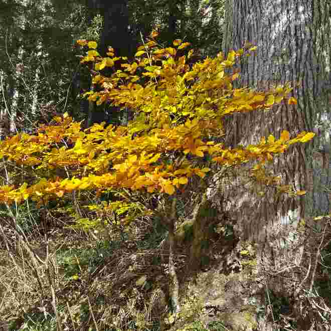 Der Alte und der Junge ...( Baum)