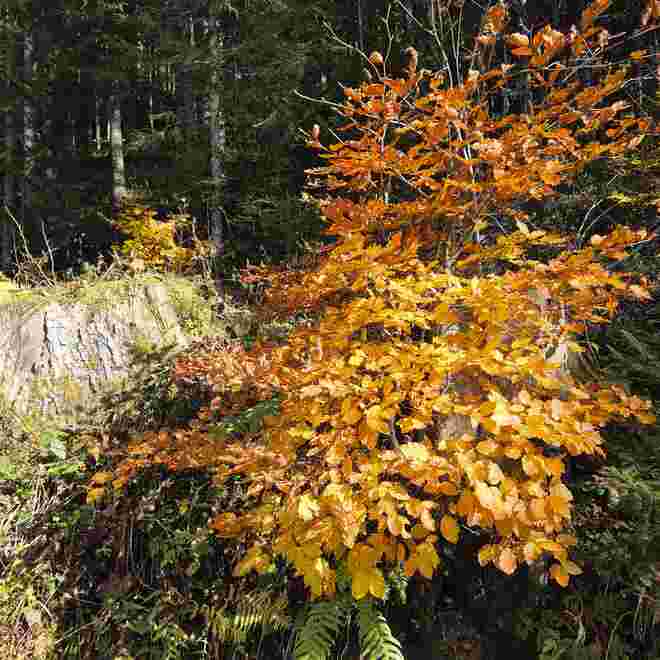 ..ein Goldiger..Herbstbaum...