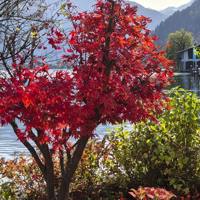 Herbstlicher Farbklecks....