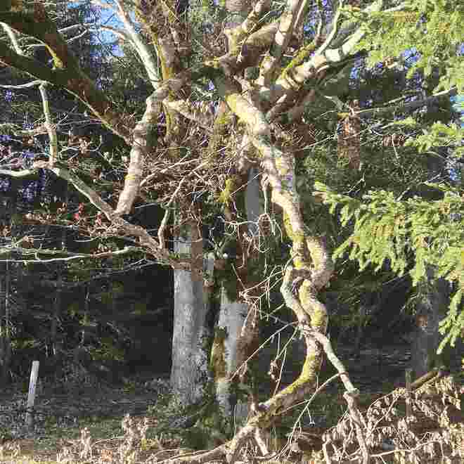 Alter Baum 