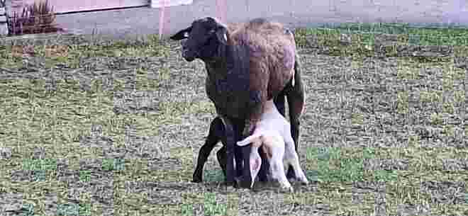 A guate Milch!