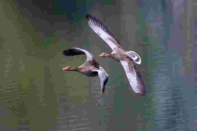Graugänse im Flug
